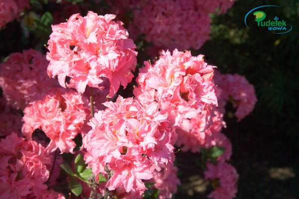 Azalia Winekurt Duke